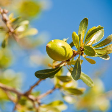 Argan nut on a branch clipart