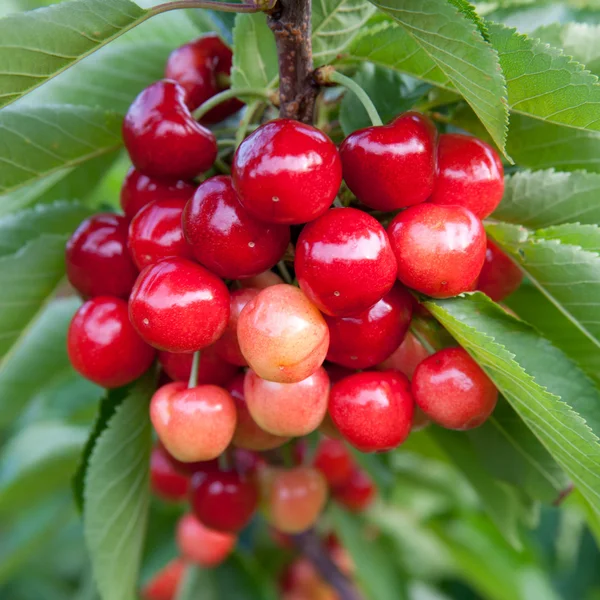 Stock image Cherries on a branch