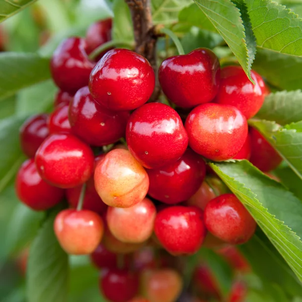 stock image Cherries on a branch