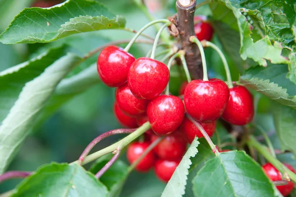 stock image Cherries on a branch