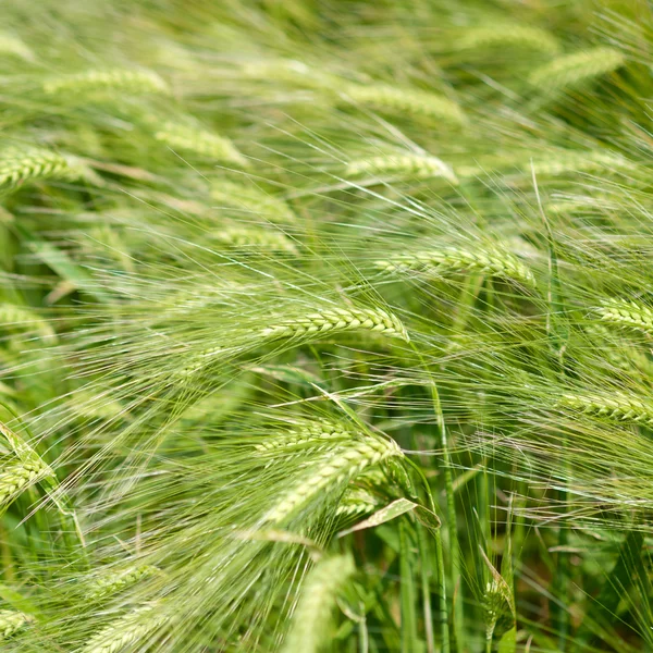 Green wheat on a grain field in spring — Stock Photo, Image