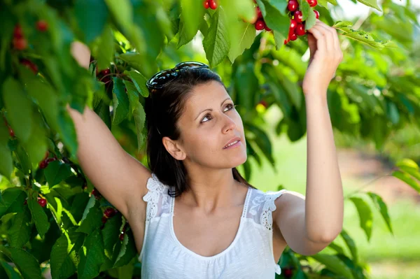 Beautiful young girl picking cherries — Stock Photo, Image