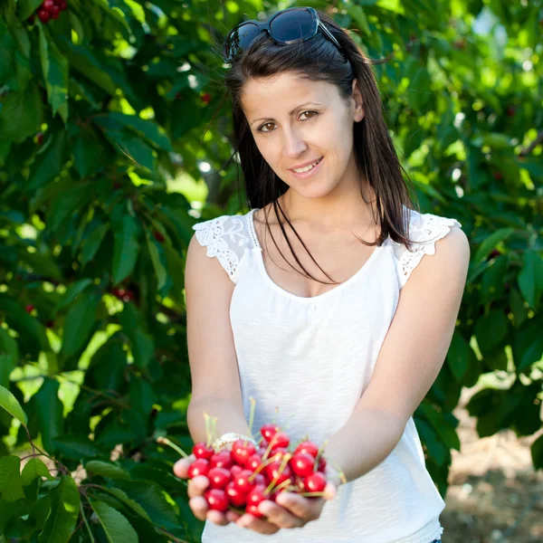 Beautiful young girl picking cherries — Stock Photo, Image