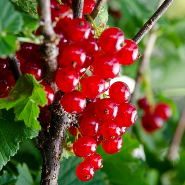 stock image Ripening red currant. Selective focus, shallow DOF. Green backgr