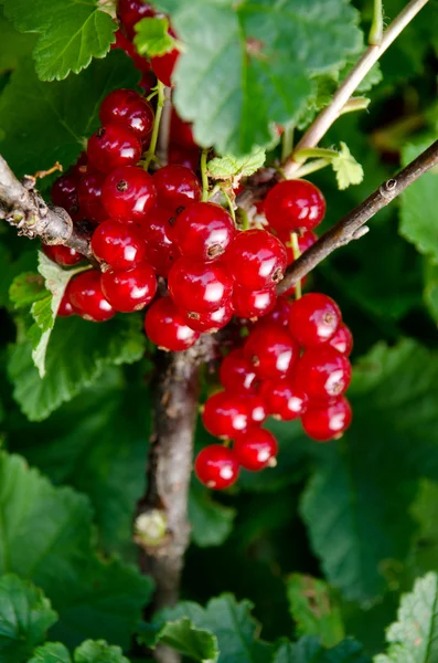 Ripening red currant. Selective focus, shallow DOF. Green backgr — Stock Photo, Image