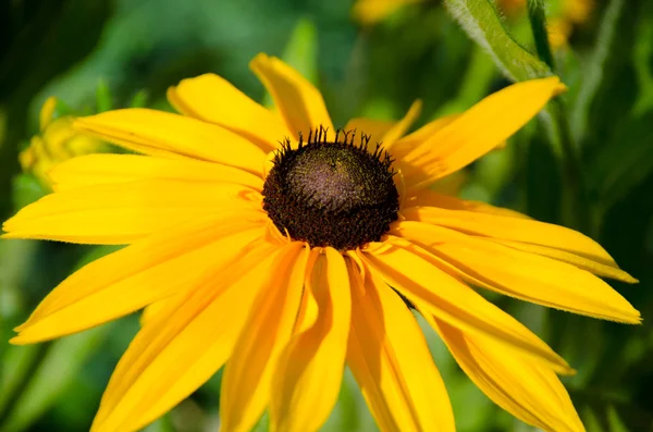 stock image Yellow flower