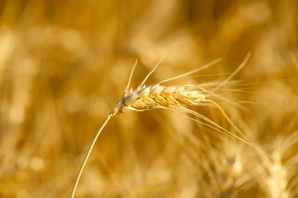 Yellow wheat on a grain field in summer just before harvest — Stock Photo, Image