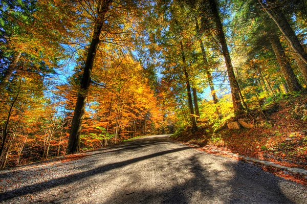 Vibrant colors of forest in autumn — Stock Photo, Image
