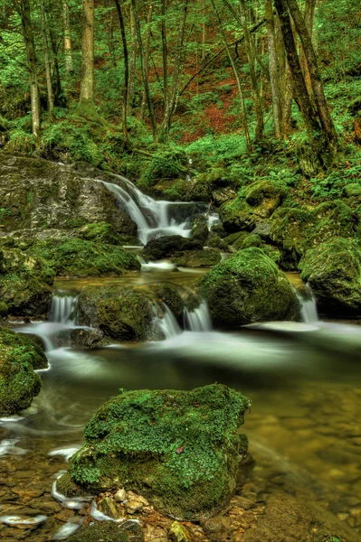 Creek in forest in slovenia - western europe — Stock Photo, Image