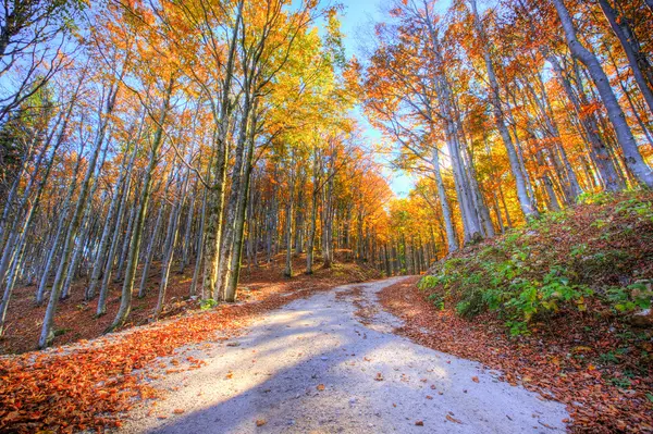 Vibrant colors of forest in autumn — Stock Photo, Image