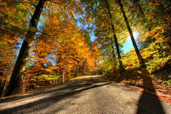 Sonbahar ormanda canlı renkler — Stok fotoğraf