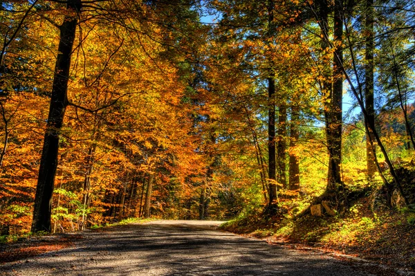 Sonbahar ormanda canlı renkler — Stok fotoğraf