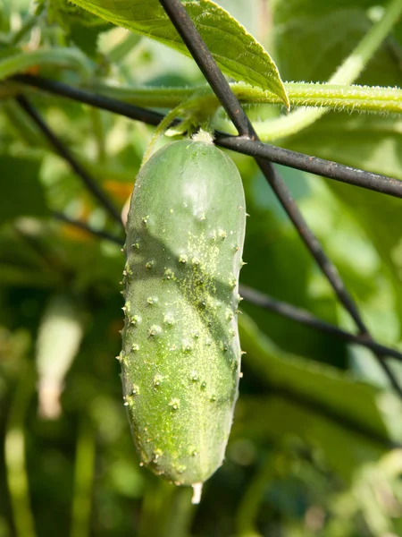 Green cucumber in a garden — Stock Photo, Image