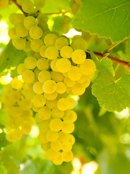 Close-up of ripe golden grapes hanging in the sunlight in vineya — Stock Photo, Image