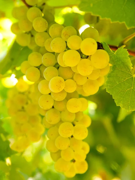 Close-up de uvas douradas maduras penduradas à luz do sol na vinha — Fotografia de Stock