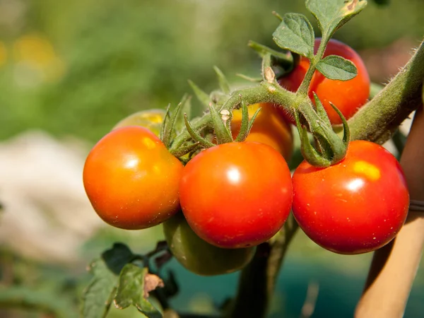 Pomodori rossi che crescono su una pianta in giardino Immagini Stock Royalty Free