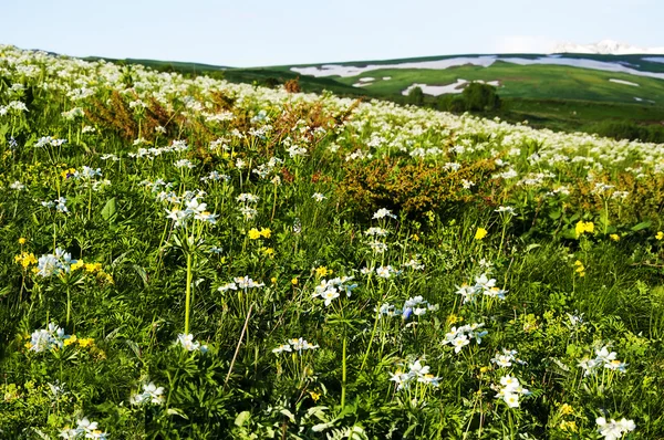 Alpine meadows - beautiful landscape — Stock Image Alpine meadows - beautiful landscape Stock Image