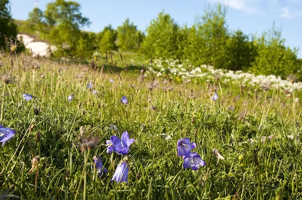 Alpine meadows - beautiful landscape — Stock Image Alpine meadows - beautiful landscape Stock Photo