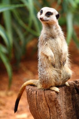 Australian Meerkat clipart