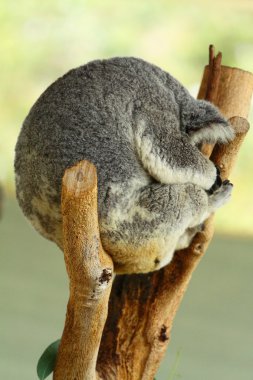 Koala Avustralya