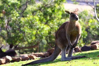 Kanguru Avustralya