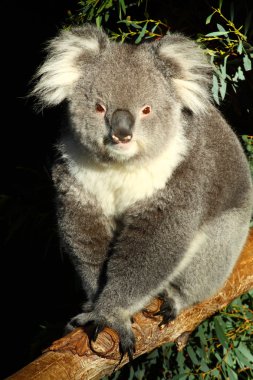 Koala in Australia clipart