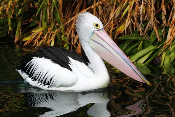 Australian pelican has a rest in the Perth Zoo — Stock Photo, Image