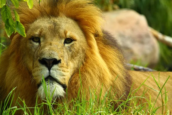 Afrikaanse leeuw — Stockfoto