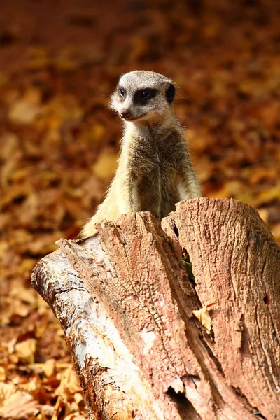Australische meerkat — Stockfoto