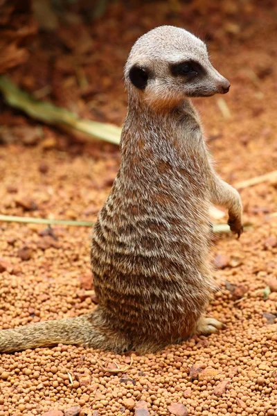 Australian Meerkat — Stock Photo, Image