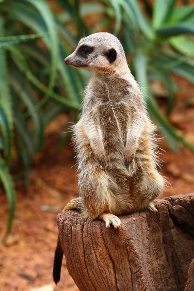 Meerkat australiano — Foto Stock