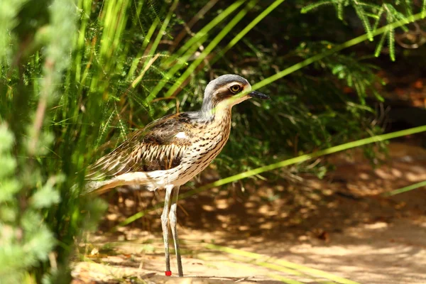 Oiseau australien — Photo