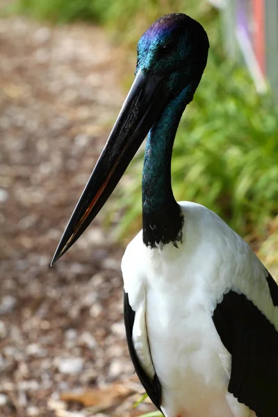 Australischer Vogel — Stockfoto