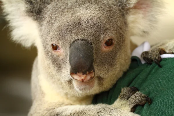 Koala na Austrália — Fotografia de Stock