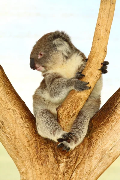 Koala, Ausztrália — Stock Fotó