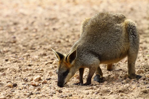 Känguru i Australien — Stockfoto