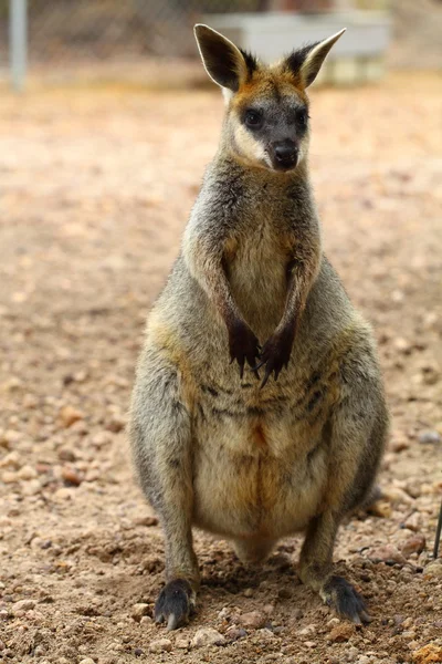 Kangoeroe in Australië — Stockfoto