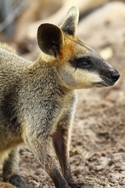 Kangaroo w Australii — Zdjęcie stockowe