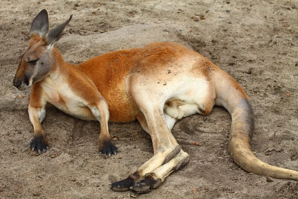 Känguru in Australien — Stockfoto