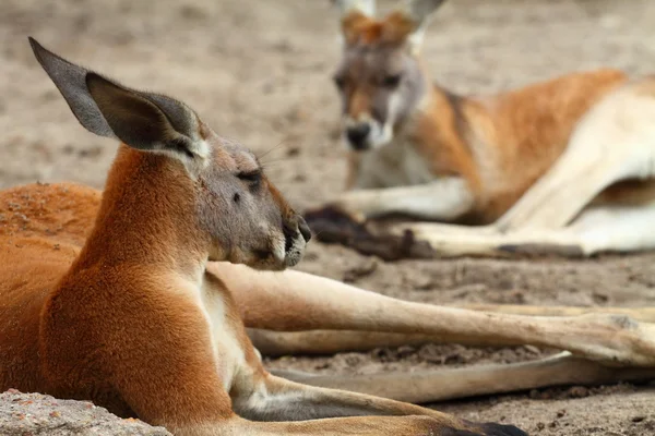 Canguro in Australia — Foto Stock