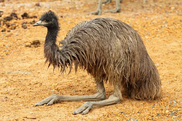 Retrato de um Emu na Austrália — Fotografia de Stock