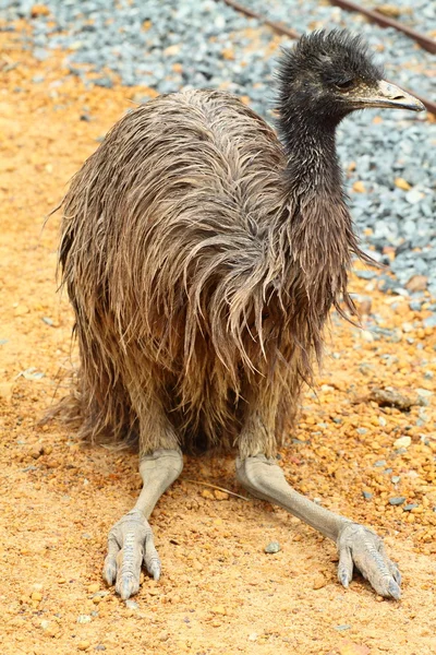 Portret van een emu in Australië — Stockfoto