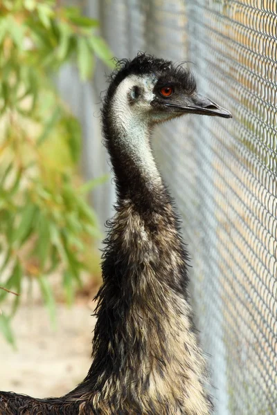 Portret van een emu in Australië — Stockfoto