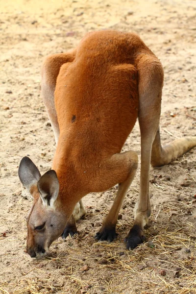 Känguru in Australien — Stockfoto