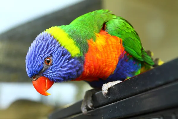 Ausztrál madár — Stock Fotó
