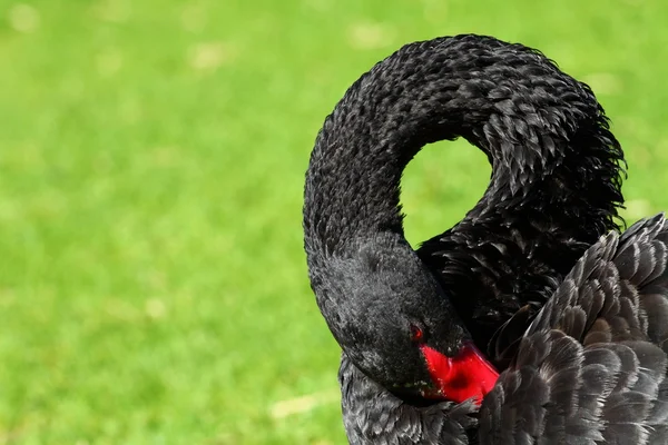 Black Swan over green grass