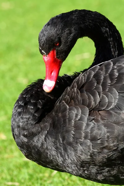 Zwarte zwaan over groen gras — Stockfoto