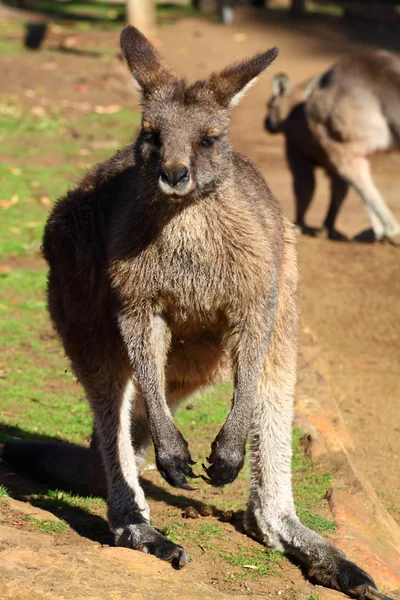 Кенгуру в Австралии — стоковое фото