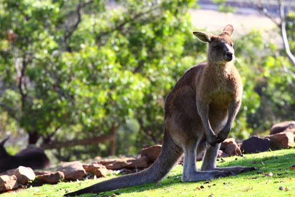 Кенгуру в Австралии — стоковое фото
