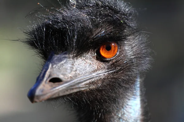 Retrato de um Emu na Austrália — Fotografia de Stock